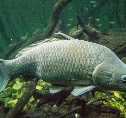 Великий сірий короп пливе під водою серед гілок і дрібної риби