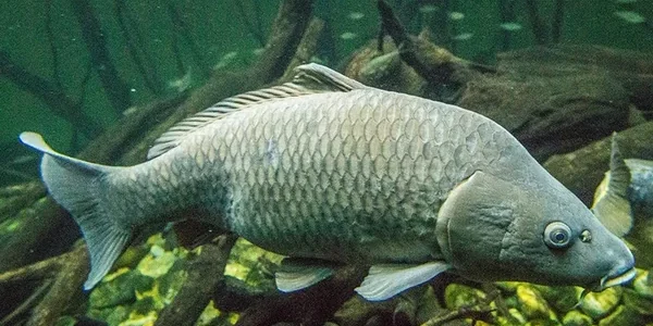 Великий сірий короп пливе під водою серед гілок і дрібної риби