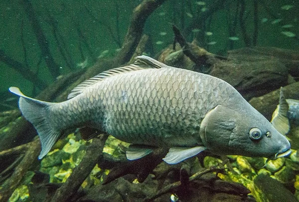 Великий сірий короп пливе під водою серед гілок і дрібної риби